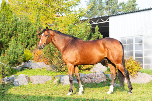 exterior of bay sportive warmblood horse posing in stable garden