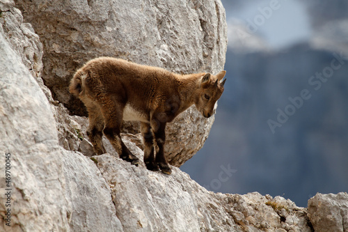 Young ibex on the rocks