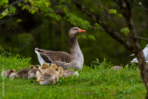 Adult domestic goose resting while young chicks feed in the grass