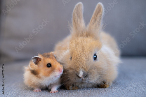 hamster and rabbit sitting side by side, animal friendship concept