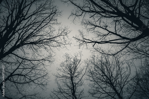Konary drzew bez liści na tle pochmurnego nieba