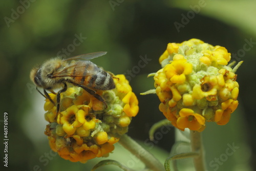 abeja buscando polen sobre flor amarilla