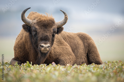 European bison - Bison bonasus in the Knyszyn Forest (Poland)