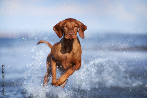 A beautiful dog vizsla runs on the water