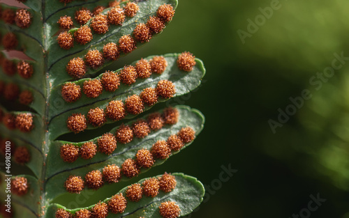 Macro image of the spores on the back of a fern leaf frond.