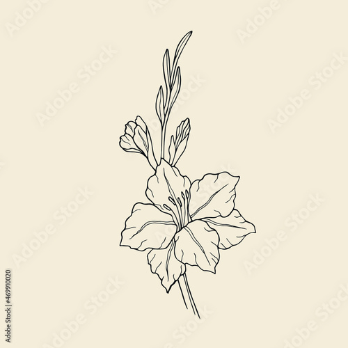 Hand drawn line art gladiolus flower