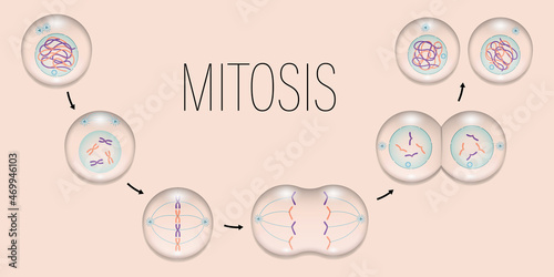 MITOSIS. Prophase, Metaphase, Anaphase, and Telophase. Cell division.