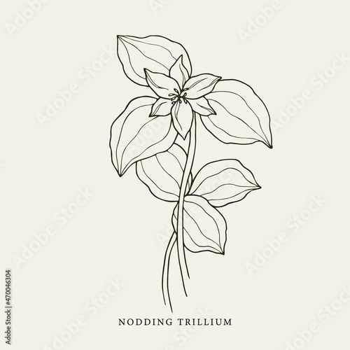 Hand drawn nodding trillium illustration