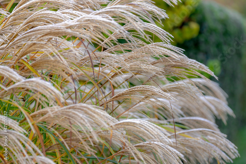 Selective focus of white fluffy flower Chinese prachtriet with morning frost, Miscanthus sinensis or maiden silvergrass is a species of flowering plant in the grass family Poaceae, Nature background.