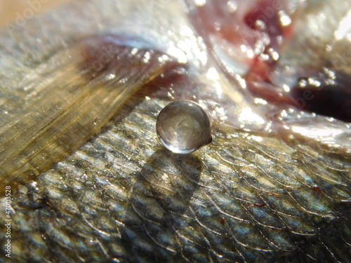 fish eye len out of eye ball european perch perca fluviatilis