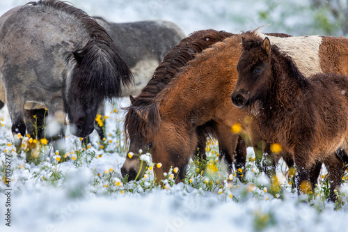 Group of ponies on snow in field. A herd of Shetland ponies grazing outside on winter background. 
