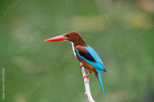 Closeup white-throated Kingfisher, A fish-eating bird with a large beak.