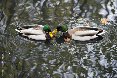 zwei männliche Enten in einem Teich, enten mit grünem Hals