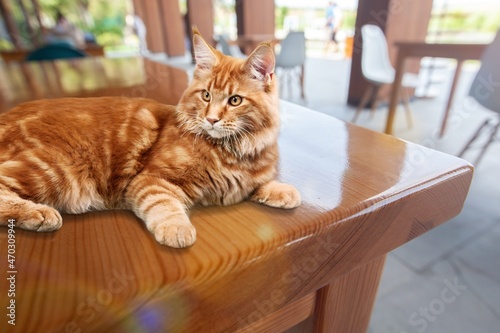 Very beautiful adorable cat asleep on a table