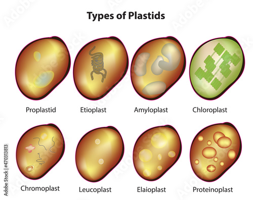 types of plastids (Classification of plastids in microbiology)