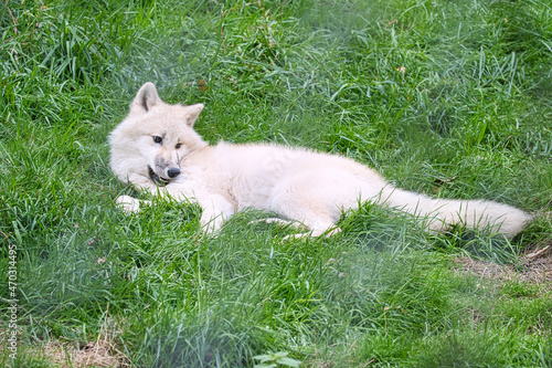 Young white wolf from the wolf park Werner Freund.