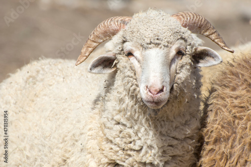 Portrait of a horned sheep. Merino breeding for wool.