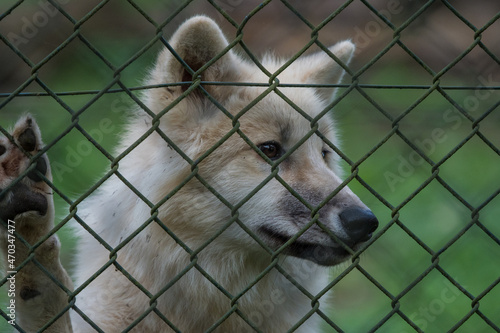 A mongolian wolf in saarland at summer, copy space