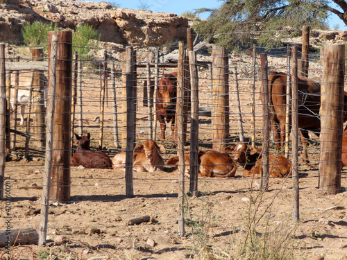 cows in a kraal