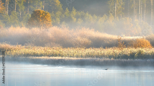 calm, warm, golden morning at the lake with a duck on the foggy water and pines in the background