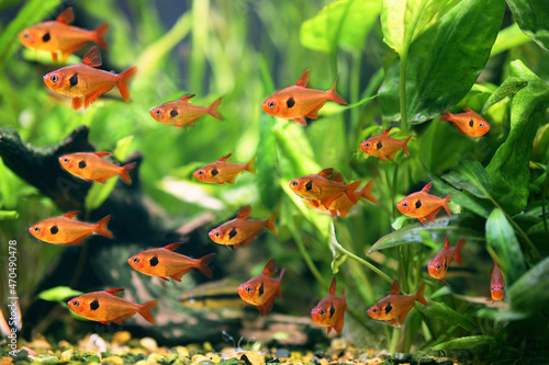 A flock of fish Red Phantom Tetra (Hyphessobrycon sweglesi) macro close up in a fish tank with blurred background