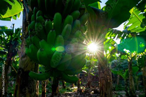 Zielone, niedojrzałe banany na drzewie w promieniach wschodzącego słońca. 