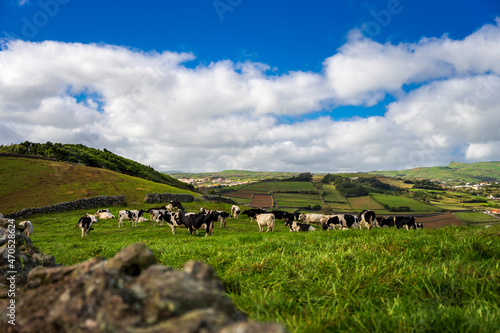Kraina szczęśliwych krów. Typowy zielony krajobraz z krowami, Azory. 