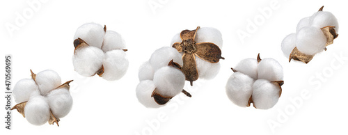 Cotton plant flower isolated on white background, collection
