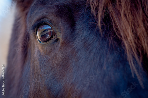 Auge vom Pferd