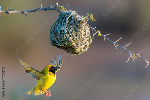 Southern masked weaver (Ploceus velatus), or African masked weaver, trying to lure a female to his nest at Sunset Dam in Kruger National Park in South Africa