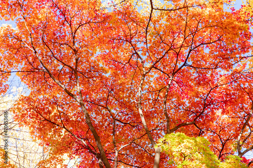 札幌市 イチョウ並木の紅葉