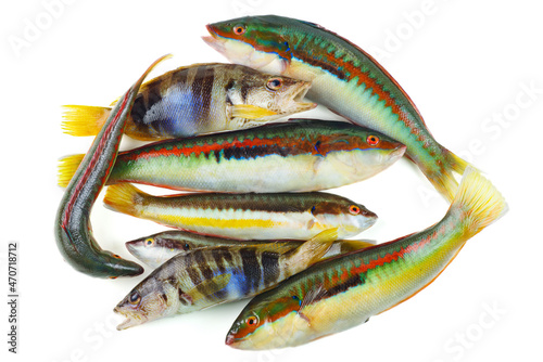 Pile of Rainbow Wrasse and Painted Comber isolated on white background
