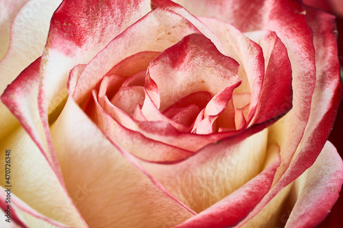 Beautiful pink Rose close up