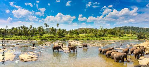 Herd of elephants in Sri Lanka