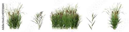 Set with beautiful green reed on white background. Banner design