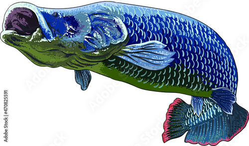 drawing arapaima gigas, river monster fish, art.illustration, vector