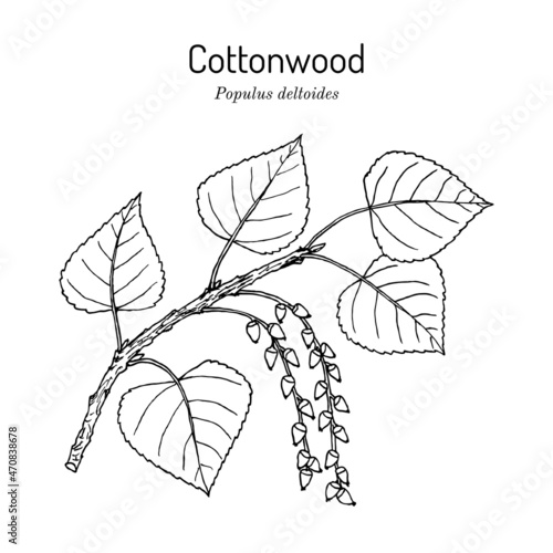 Eastern cottonwood or necklace poplar populus deltoides