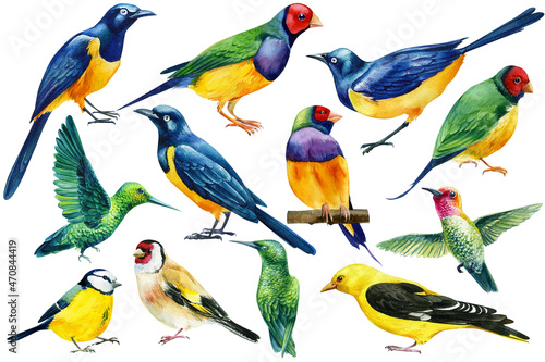 Set of tropical birds on isolated white background, watercolor starling, hummingbird, goldfinch, oriole and blue tit