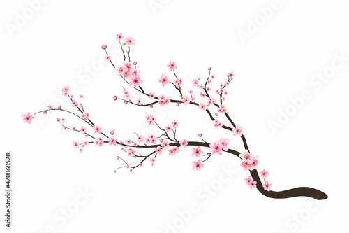 Cherry blossom flower blooming vector. Pink sakura flower background. Sakura on white background. Watercolor cherry bud. Cherry blossom branch with sakura flower. Watercolor cherry blossom vector.