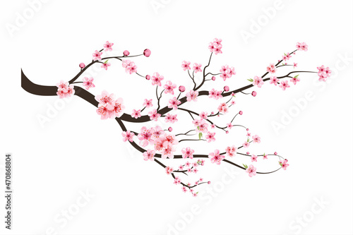 Watercolor cherry bud. Cherry blossom flower blooming vector. Cherry blossom branch with sakura flower. Sakura on white background. Pink sakura flower background. Watercolor cherry blossom vector.