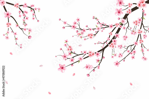 Sakura on white background. Watercolor cherry bud. Cherry blossom flower blooming vector. Pink sakura flower background. Cherry blossom branch with sakura flower. Watercolor cherry blossom vector.