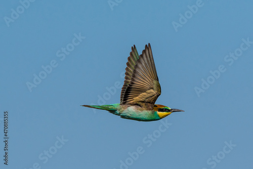 Merops apiaster - Prigorie - European bee-eater