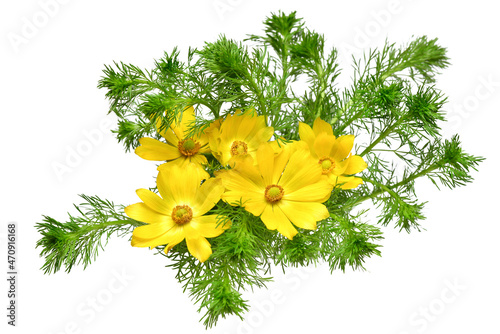 Adonis vernalis flower isolated on white background