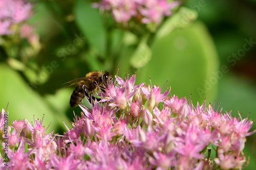 Pszczoła miodna (Apis mellifera) na baldachach rozchodnika okazałego ‘Brillant’
