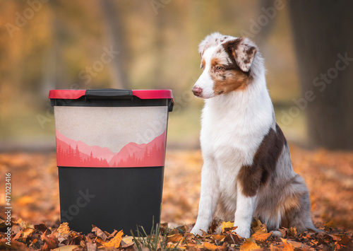 cute red merle australian shepherd puppy sitting near box container in autumn leaves