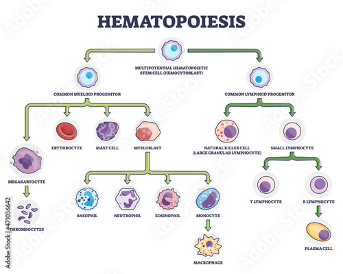 Hematopoiesis as blood cellular components formation outline diagram. Labeled educational scheme with common myeloid and lymphoid progenitor vector illustration. Leukocytes and lymphocytes generation.