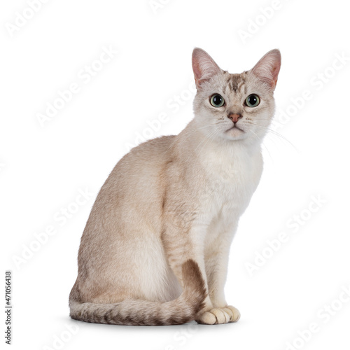 Young adult Burmilla cat, sitting up side ways. Looking straight to camera. Isolated on a white background.