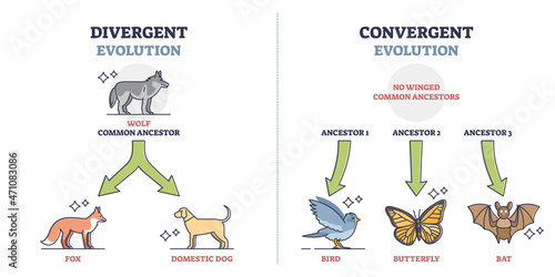 Divergent vs convergent evolution with ancestors development outline diagram. Labeled educational animal growth to different species vector illustration. Nature selection and biological progress.