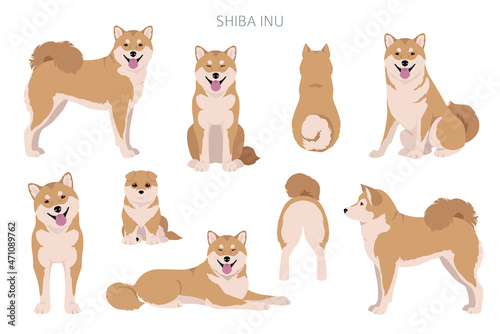 Shiba Inu, Japanese small size dog coat colors, different poses clipart. Vector illustration