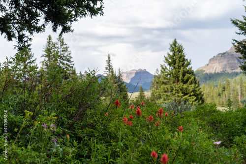 A landscape near Trout Lake in Yellowstone National Park, with red wildflowers in the foreground, and a rocky mountain in the background - Montana, Wyoming